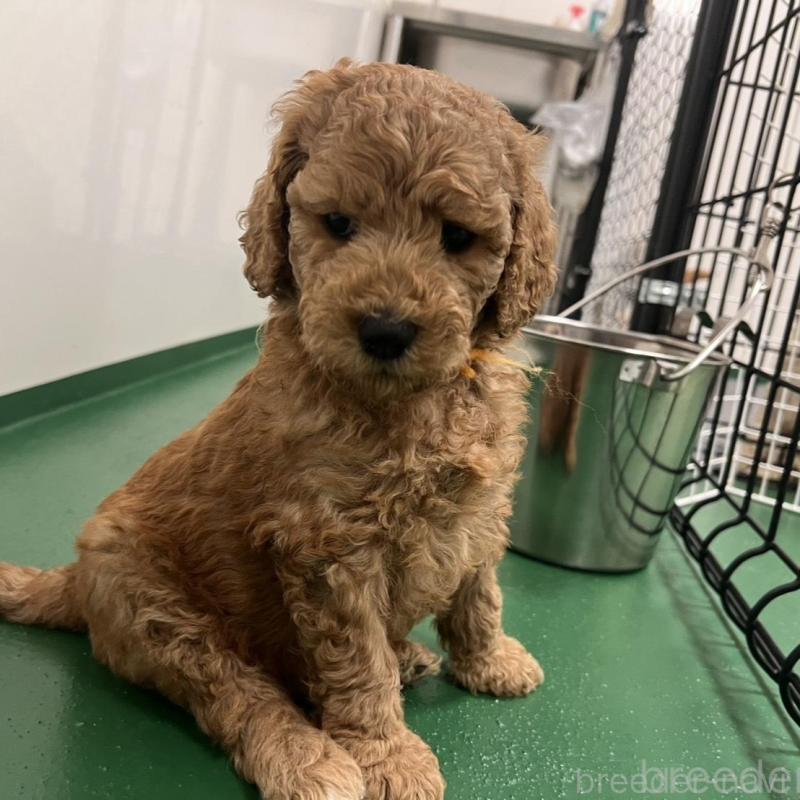 販売中の徳島県のスタンダードプードル-429837の3枚目