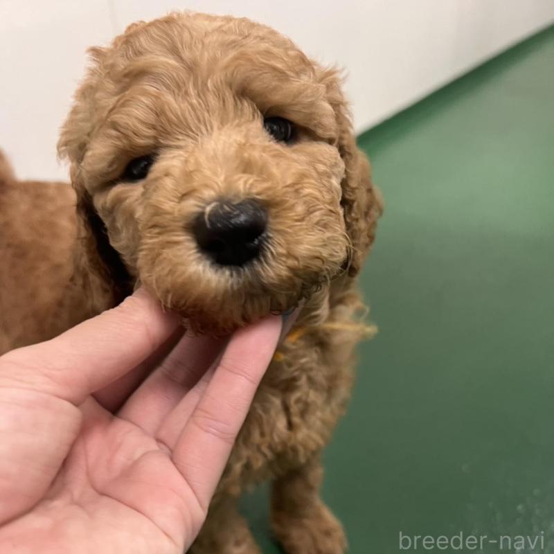販売中の徳島県のスタンダードプードル-429837の2枚目