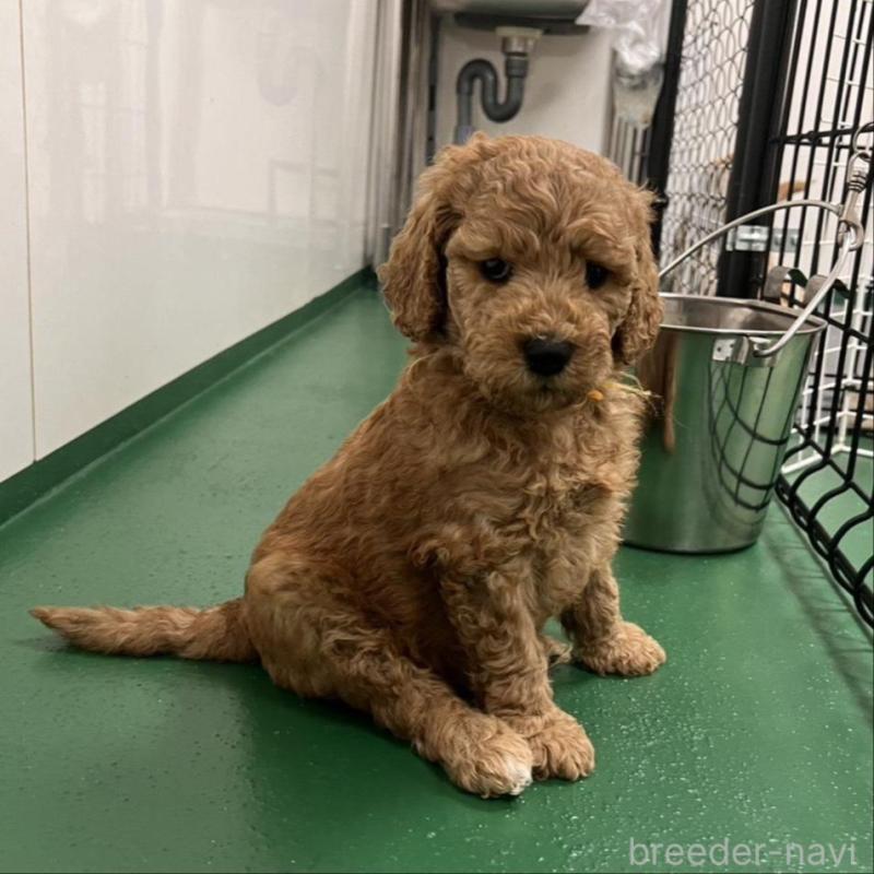 販売中の徳島県のスタンダードプードル-429837の1枚目