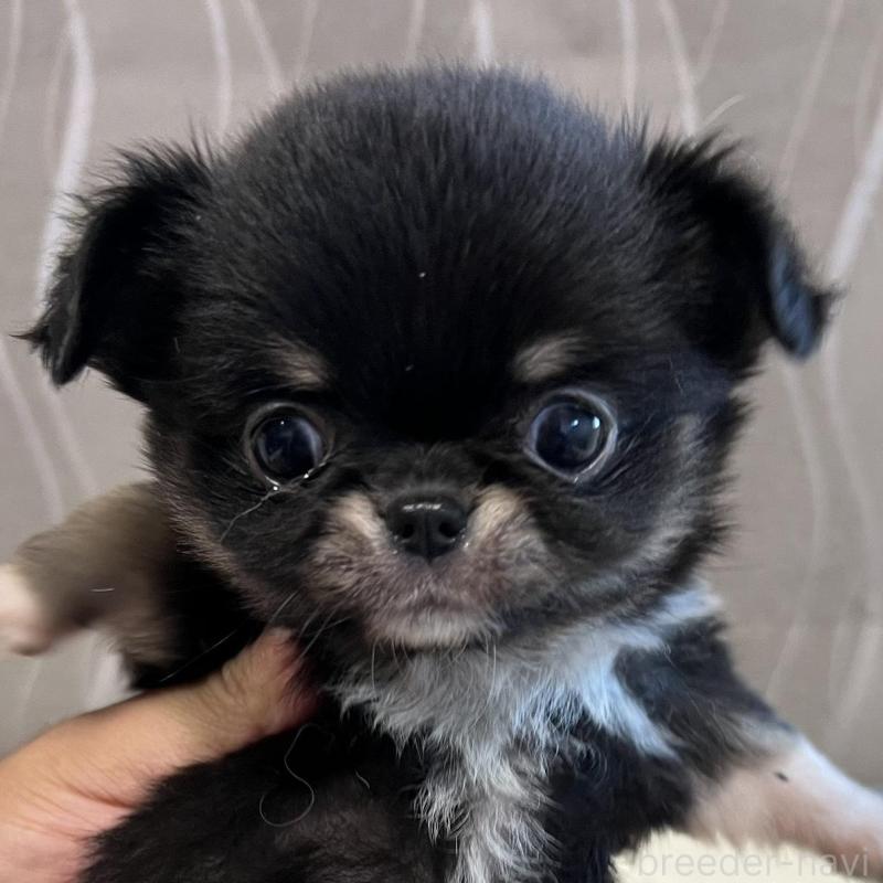 販売中の香川県のチワワ(ロングコート)-429838