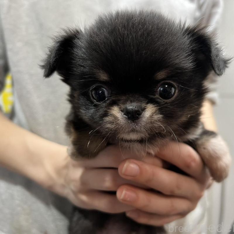 販売中の香川県のチワワ(ロングコート)-429838の30枚目