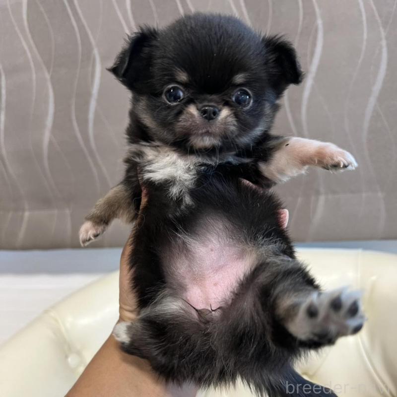 販売中の香川県のチワワ(ロングコート)-429838の28枚目