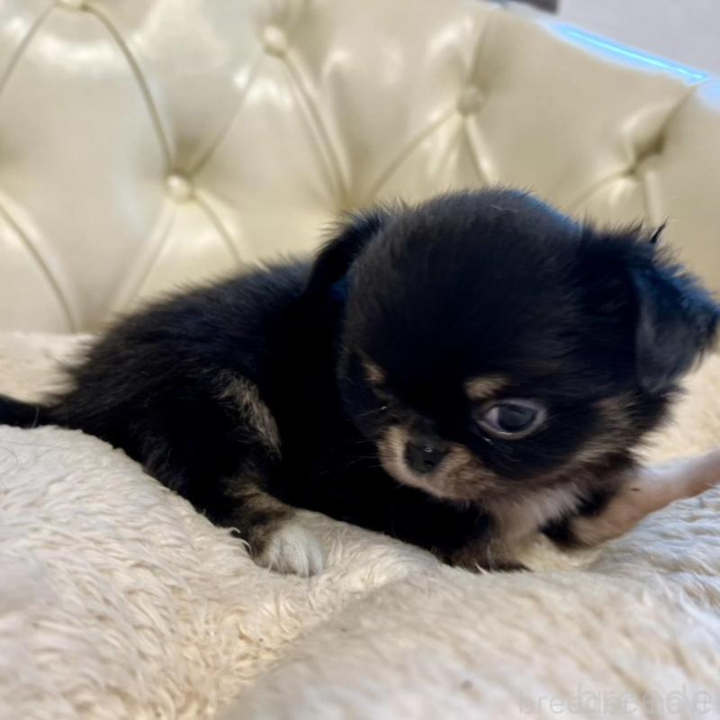 販売中の香川県のチワワ(ロングコート)-429838の22枚目