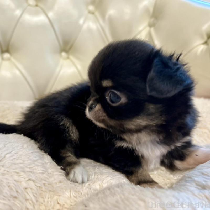 販売中の香川県のチワワ(ロングコート)-429838の21枚目