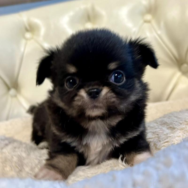 販売中の香川県のチワワ(ロングコート)-429838の16枚目