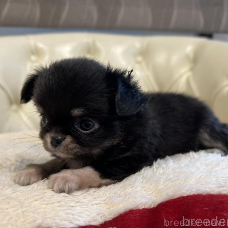 販売中の香川県のチワワ(ロングコート)-429838の5枚目