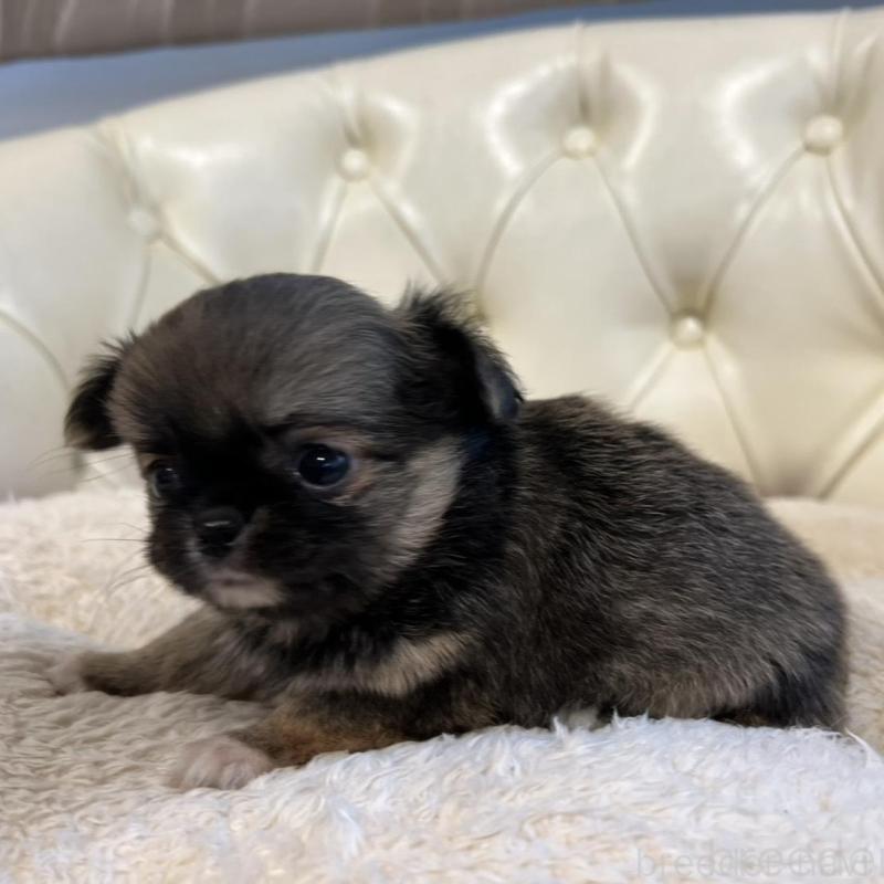 販売中の香川県のチワワ(ロングコート)-429839の11枚目