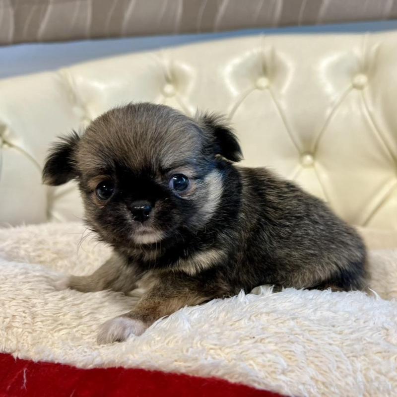 販売中の香川県のチワワ(ロングコート)-429839の5枚目