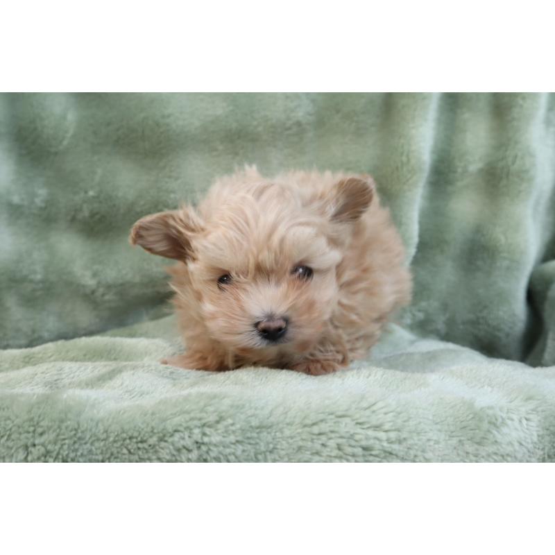 販売中の東京都のマルプー:マルチーズ×トイプードル-429840の5枚目