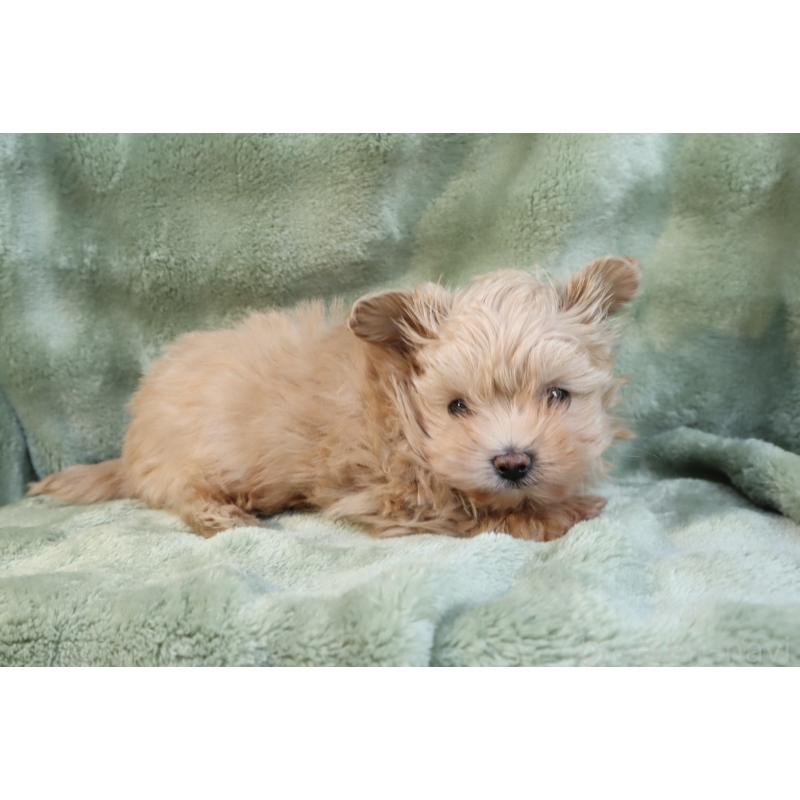 販売中の東京都のマルプー:マルチーズ×トイプードル-429840の4枚目