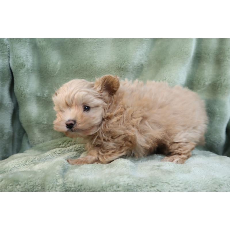 販売中の東京都のマルプー:マルチーズ×トイプードル-429840の3枚目