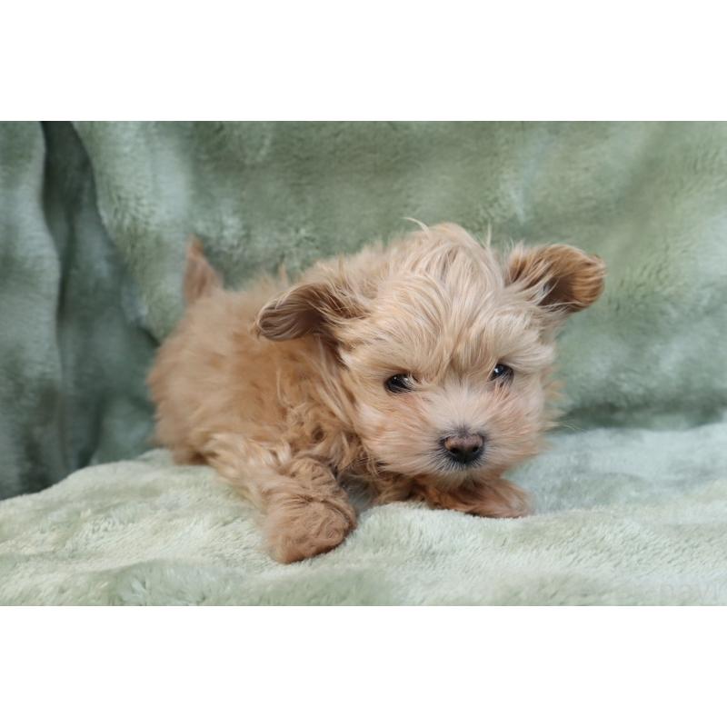 販売中の東京都のマルプー:マルチーズ×トイプードル-429840の2枚目