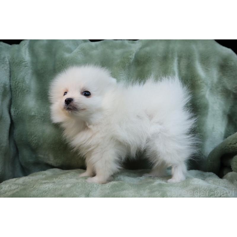 成約済の東京都のポメラニアン-429841の4枚目