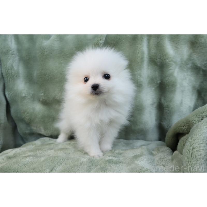 成約済の東京都のポメラニアン-429841の2枚目