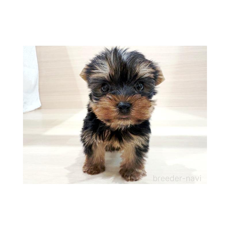 販売中の東京都のヨークシャーテリア-429844の4枚目