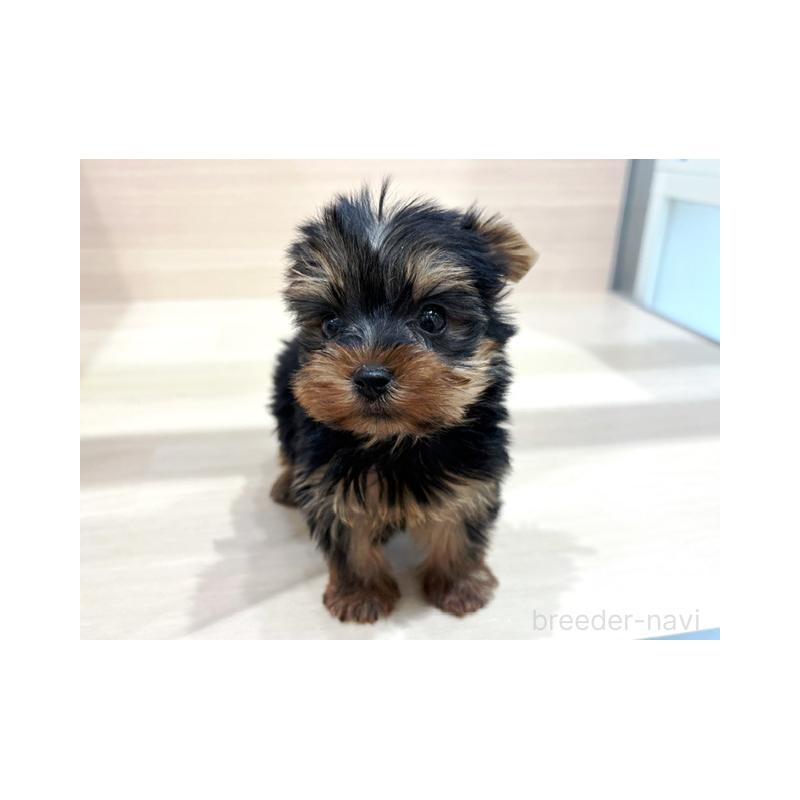 販売中の東京都のヨークシャーテリア-429844の3枚目