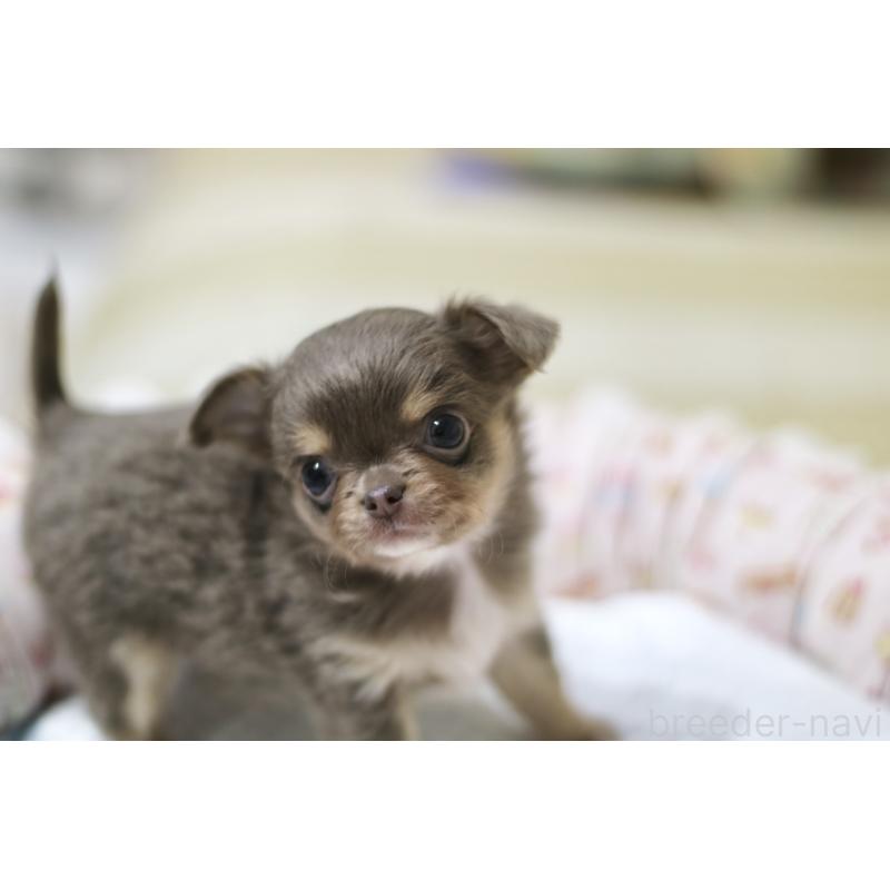 成約済の兵庫県のチワワ(ロングコート)-427940の10枚目