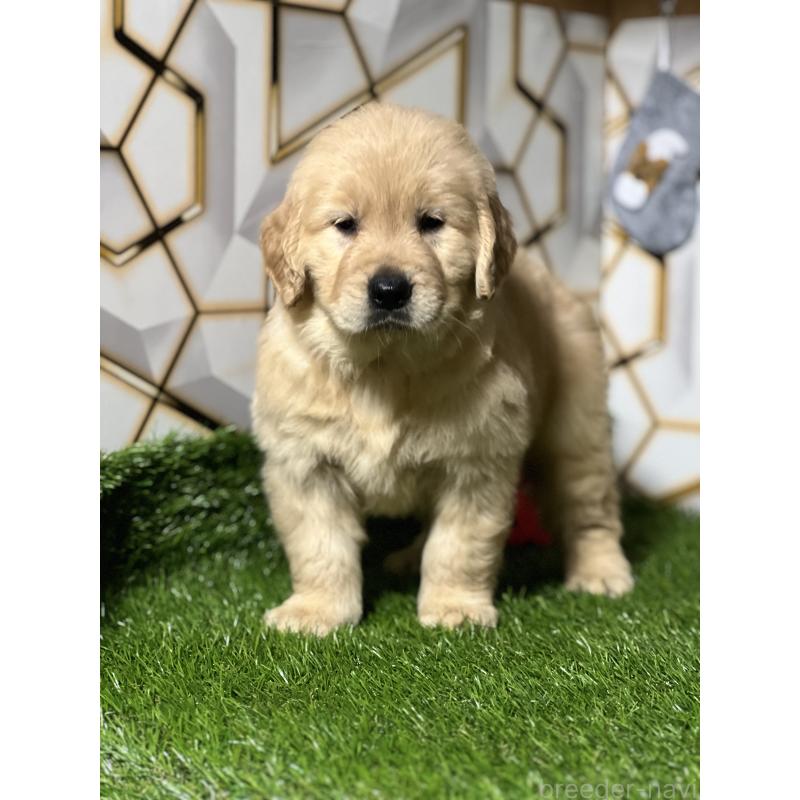 販売中の静岡県のゴールデンレトリーバー-429854の11枚目