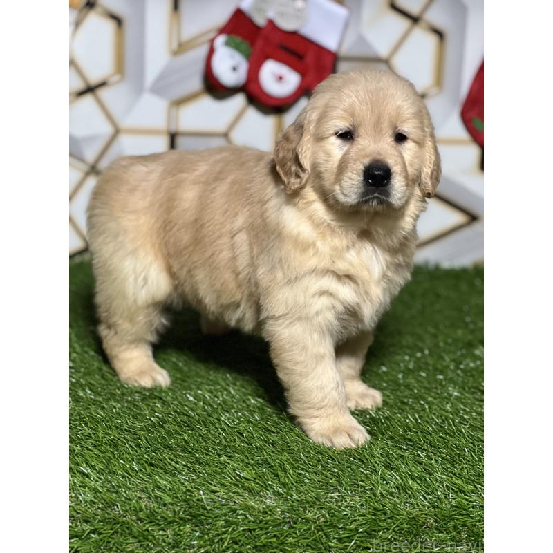 販売中の静岡県のゴールデンレトリーバー-429854の9枚目