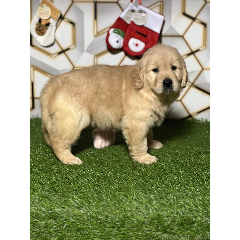 販売中の静岡県のゴールデンレトリーバー-429854の8枚目