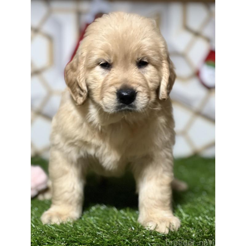 販売中の静岡県のゴールデンレトリーバー-429854の5枚目