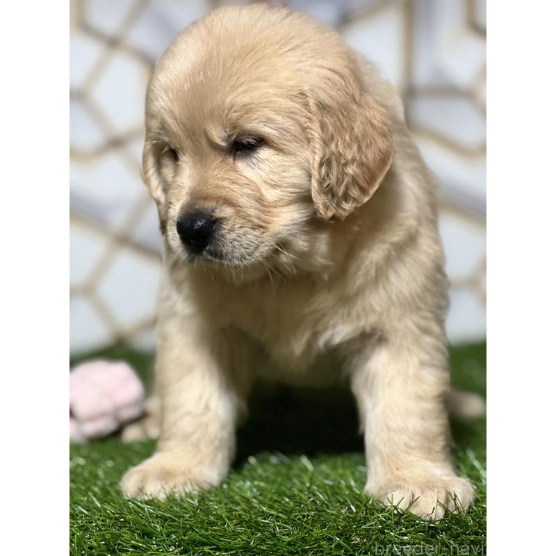 販売中の静岡県のゴールデンレトリーバー-429854の4枚目