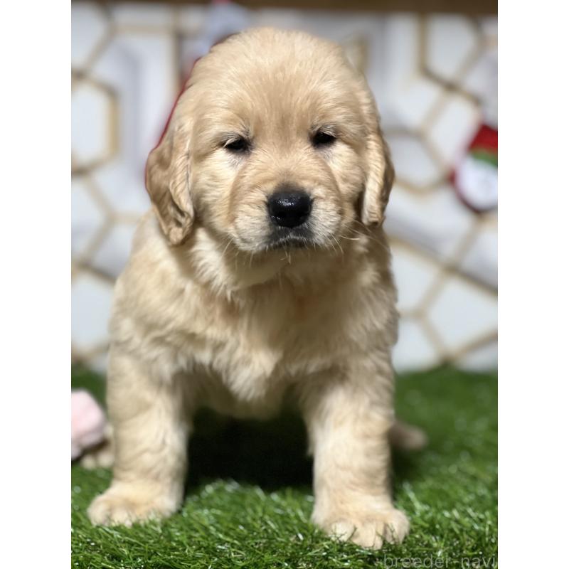 販売中の静岡県のゴールデンレトリーバー-429854の3枚目