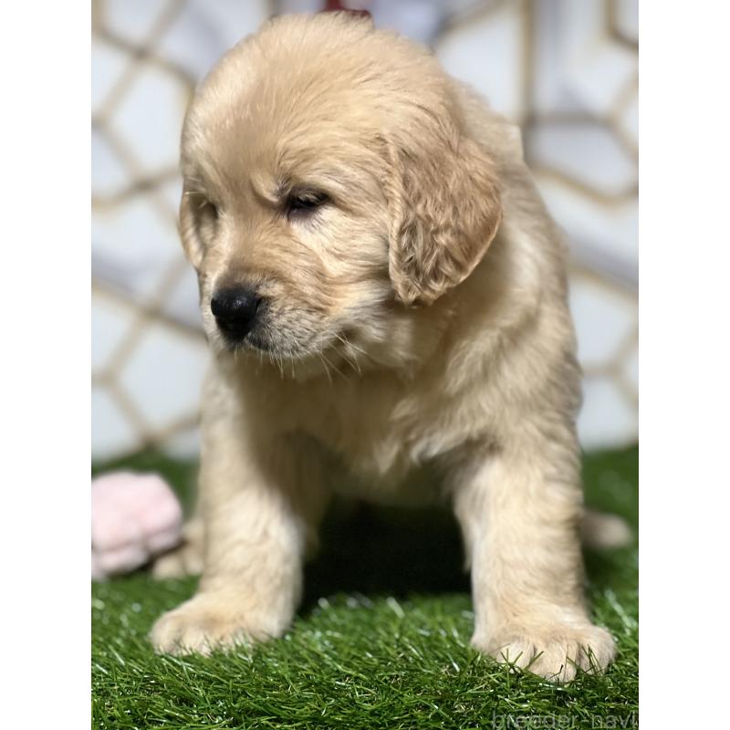 販売中の静岡県のゴールデンレトリーバー-429854の2枚目