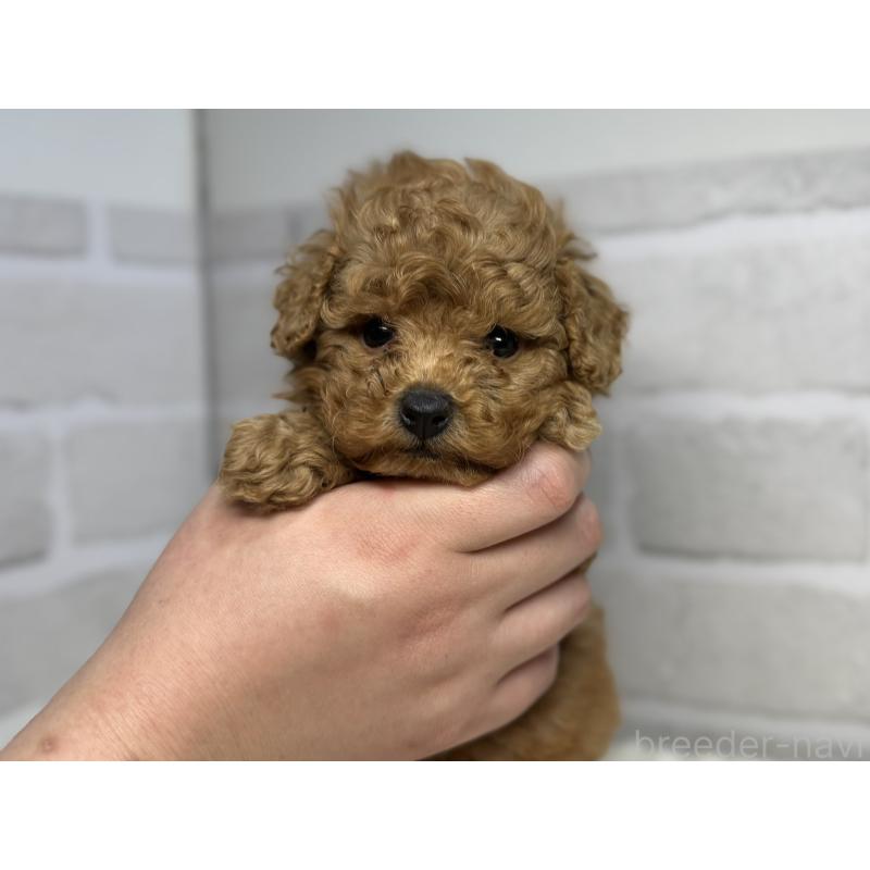 成約済の熊本県のトイプードル-427969の2枚目