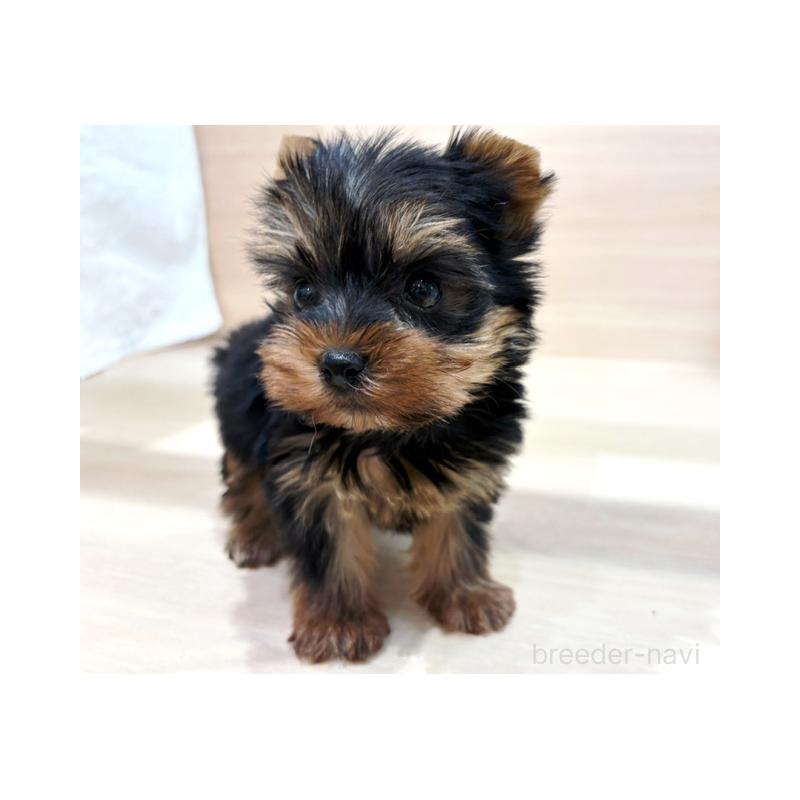販売中の東京都のヨークシャーテリア-429844の2枚目