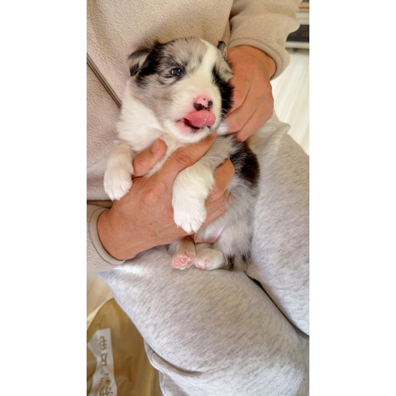 販売中の岐阜県のボーダーコリー-429848の10枚目