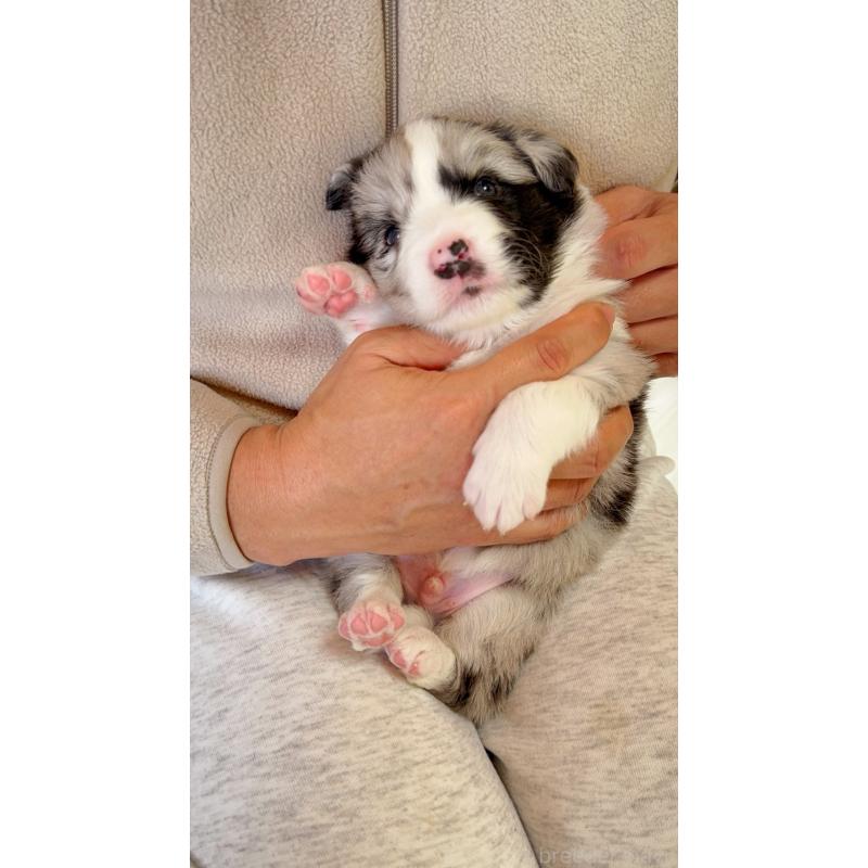 販売中の岐阜県のボーダーコリー-429848の9枚目