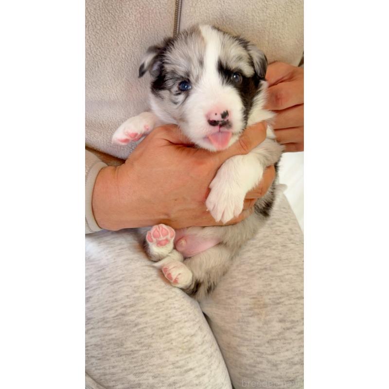 販売中の岐阜県のボーダーコリー-429848の8枚目