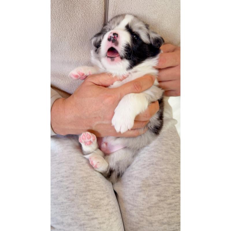 販売中の岐阜県のボーダーコリー-429848の6枚目