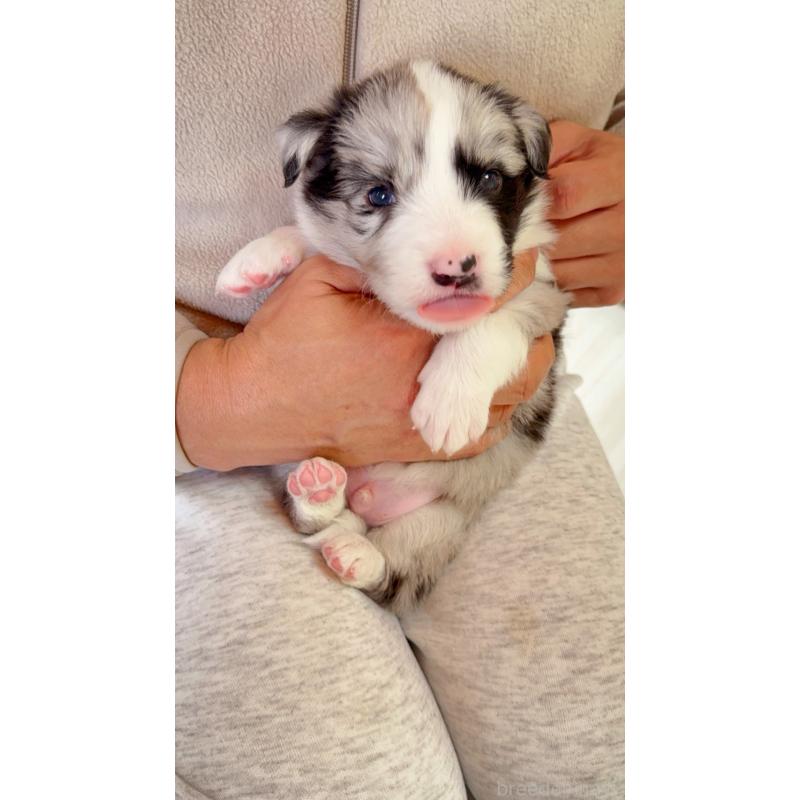 販売中の岐阜県のボーダーコリー-429848の7枚目