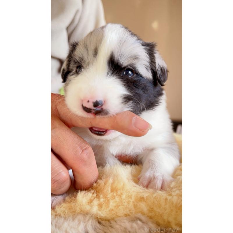 販売中の岐阜県のボーダーコリー-429848の5枚目