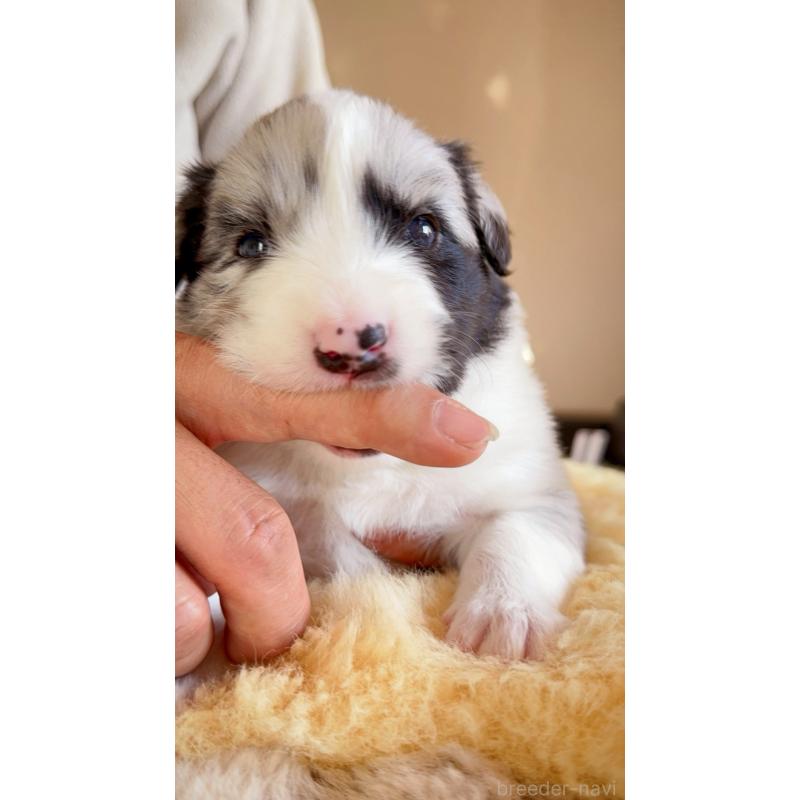 販売中の岐阜県のボーダーコリー-429848の4枚目