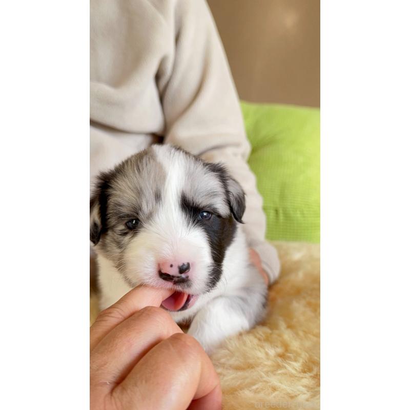 販売中の岐阜県のボーダーコリー-429848の3枚目