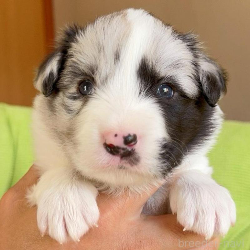 販売中の岐阜県のボーダーコリー-429848