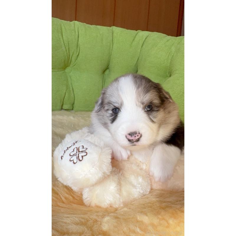 販売中の岐阜県のボーダーコリー-429849の13枚目