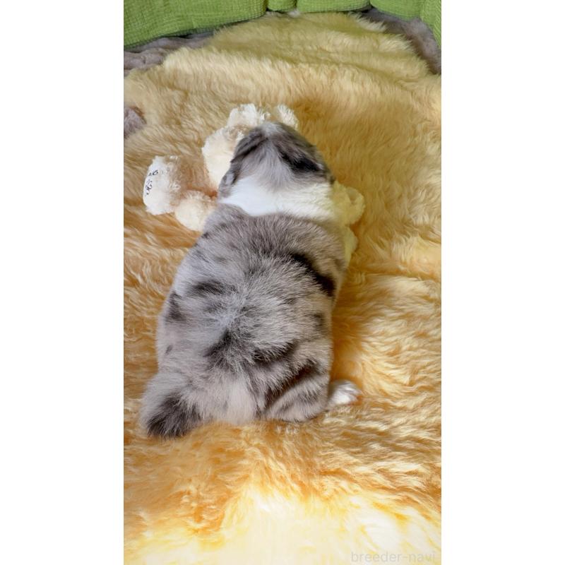 販売中の岐阜県のボーダーコリー-429849の12枚目