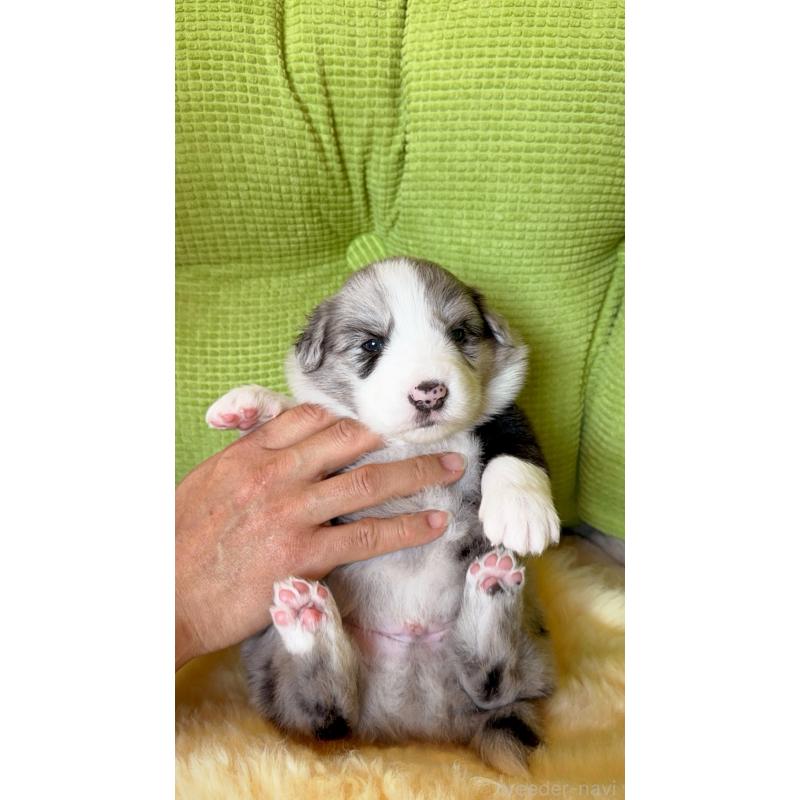 販売中の岐阜県のボーダーコリー-429849の11枚目