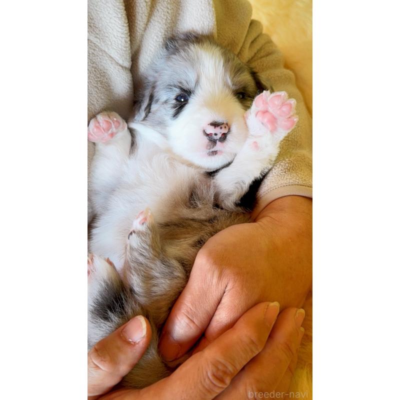 販売中の岐阜県のボーダーコリー-429849の10枚目