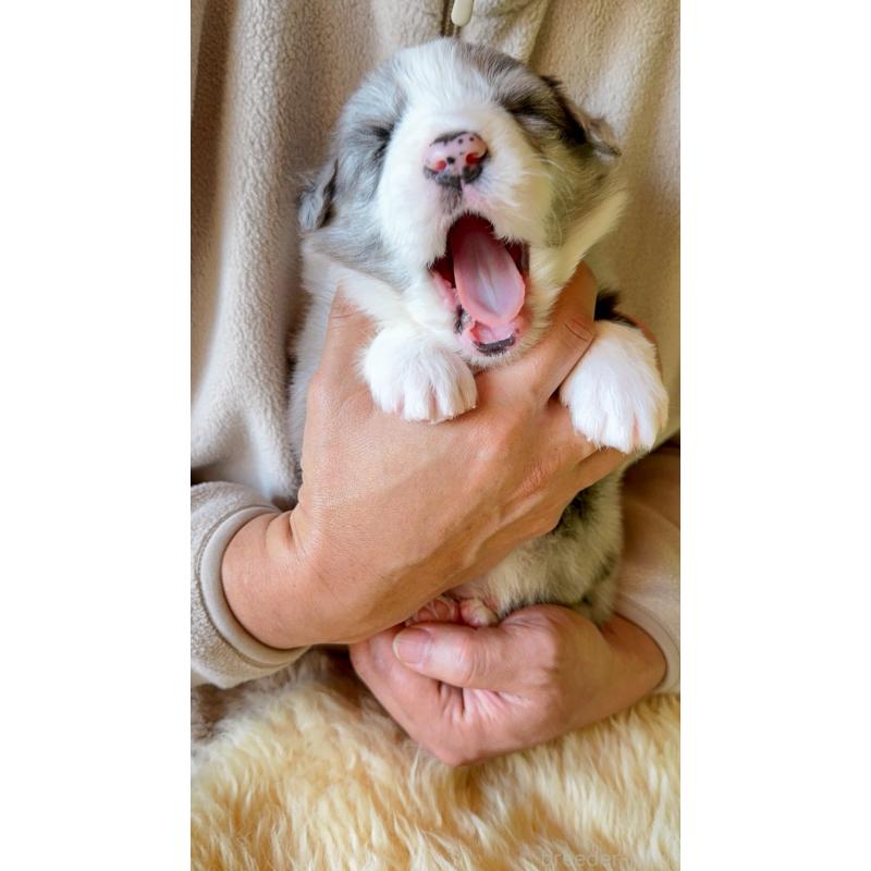 販売中の岐阜県のボーダーコリー-429849の9枚目