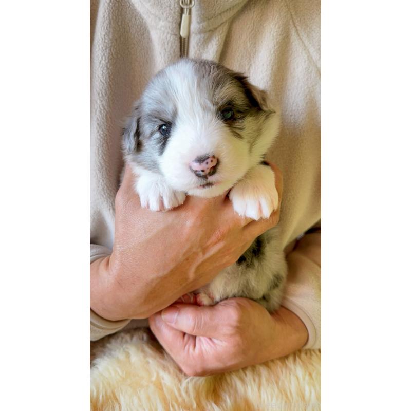 販売中の岐阜県のボーダーコリー-429849の8枚目