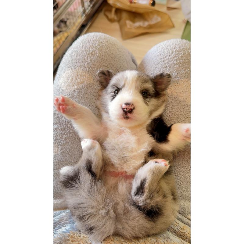 販売中の岐阜県のボーダーコリー-429849の6枚目