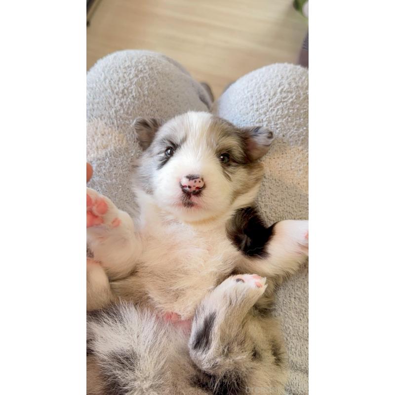 販売中の岐阜県のボーダーコリー-429849の5枚目