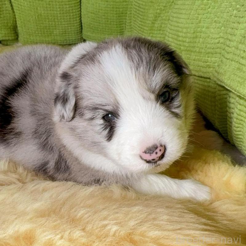 販売中の岐阜県のボーダーコリー-429849の4枚目