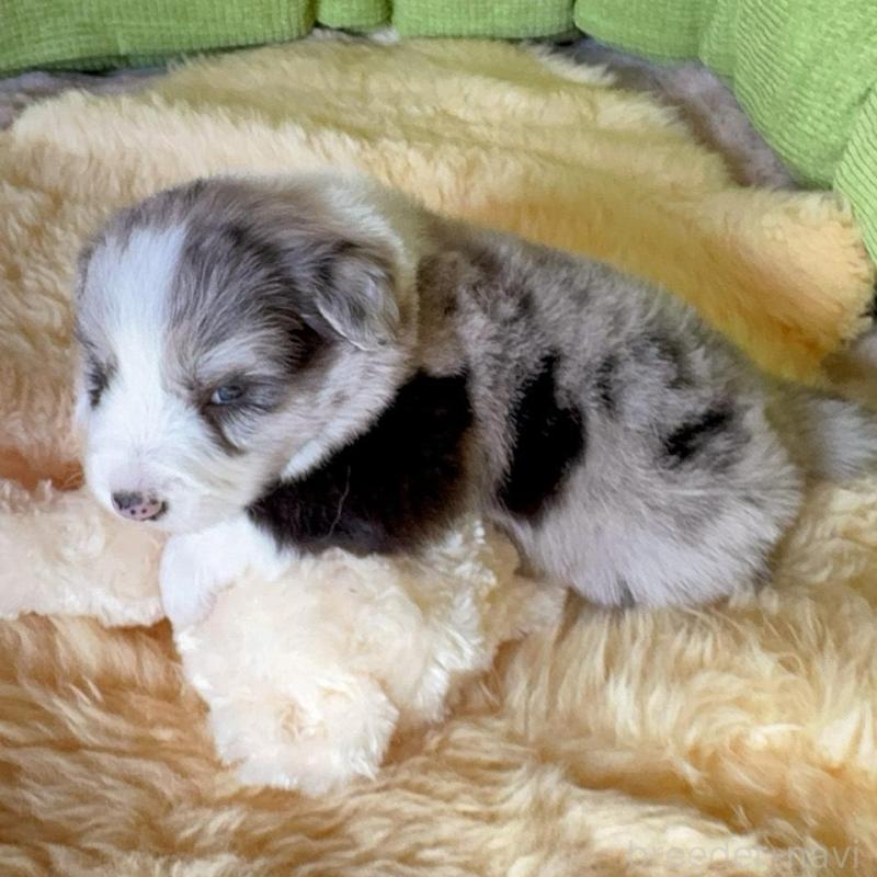 販売中の岐阜県のボーダーコリー-429849の3枚目