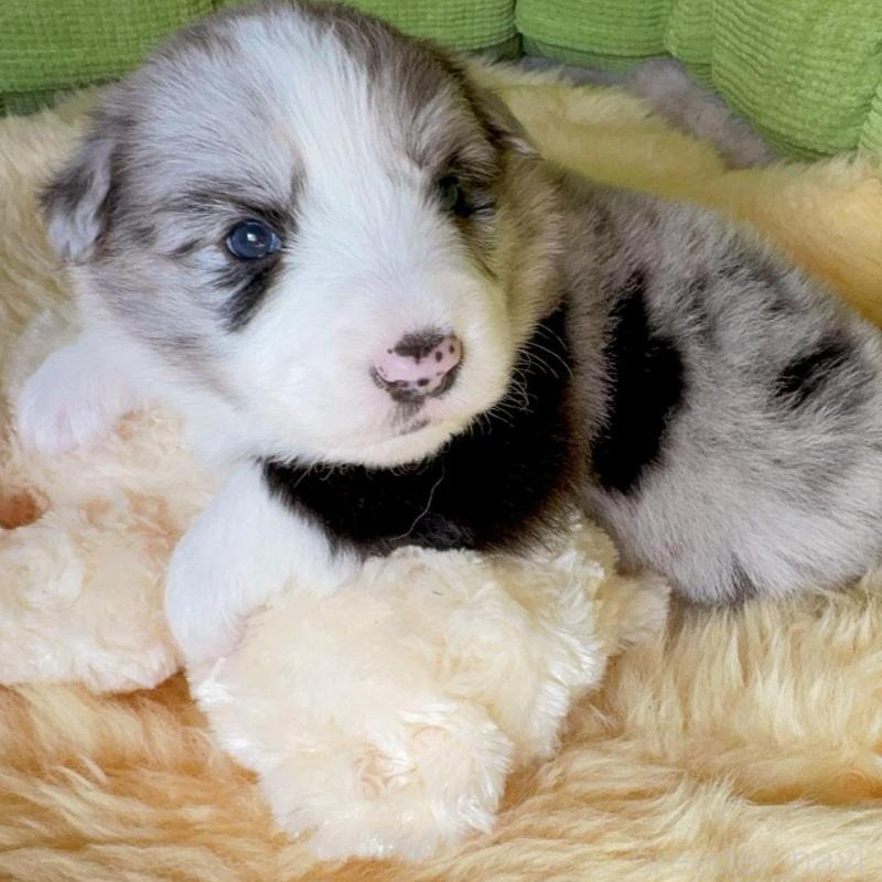 販売中の岐阜県のボーダーコリー-429849の2枚目